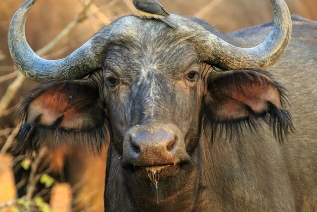 Aquila Private Game Reserve