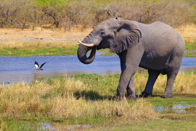 Full Day Safari Adventure