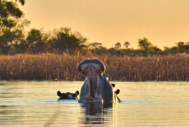 Mokoro Into The Delta