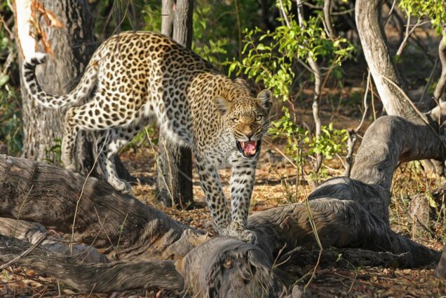 Okavango Gin Distillery Experience