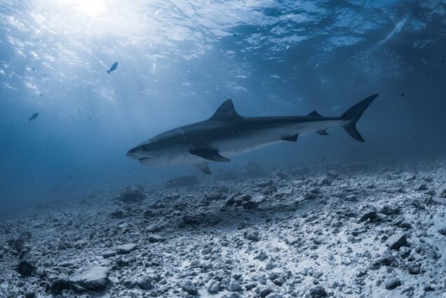 Shark Cage Diving