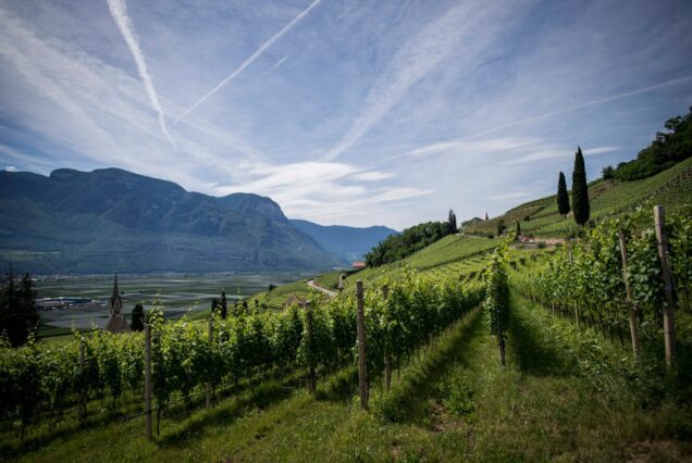 Vuur Remhoogte Wine Estate - Stellenbosch